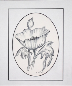 oriental-poppy.JPG